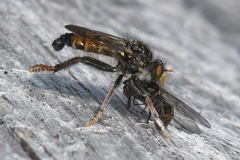 Cyrtopogon auratus
