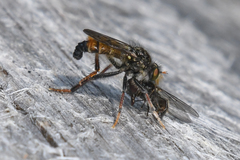 Cyrtopogon auratus