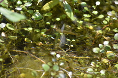 Poecilia latipinna