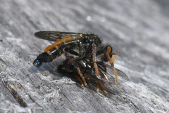 Cyrtopogon auratus