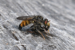 Cyrtopogon auratus