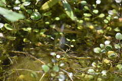 Poecilia latipinna