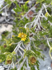 Borrichia arborescens