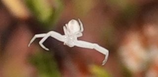 photo of Goldenrod Crab Spider (Misumena vatia)