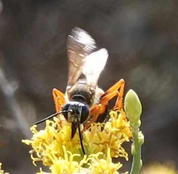 photo of Great Golden Digger Wasp (Sphex ichneumoneus)