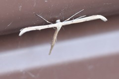 Oidaematophorus occidentalis