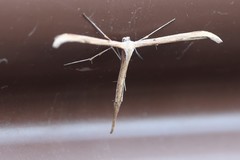 Oidaematophorus occidentalis