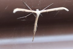 Oidaematophorus occidentalis