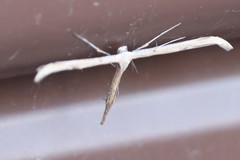 Oidaematophorus occidentalis