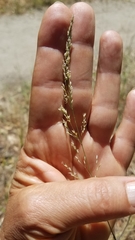 Agrostis hallii
