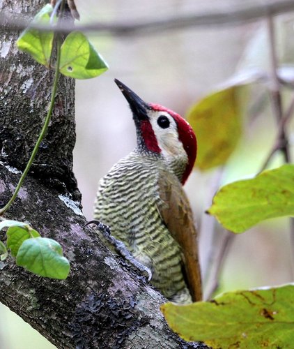 Colaptes rubiginosus image