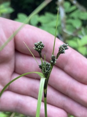 Scirpus atrovirens