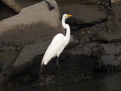 Ardea alba