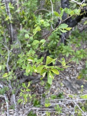 Pithecellobium unguis-cati