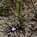 Marsh Speedwell - Photo (c) Logan Parker, some rights reserved (CC BY-NC), uploaded by Logan Parker