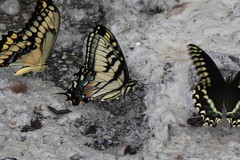 Papilio alexiares