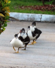 Cairina moschata domestica