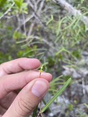 Euphorbia articulata