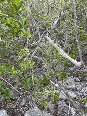 Euphorbia articulata