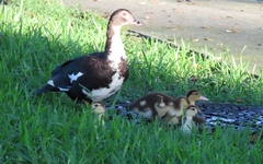 Cairina moschata domestica