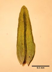 Orthotrichum consimile