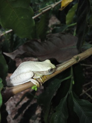 Dendropsophus microcephalus