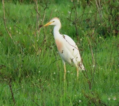 Bubulcus ibis