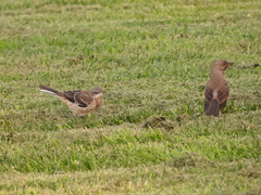 Mimus polyglottos