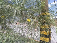 Parkinsonia aculeata