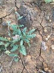 Phacelia arizonica