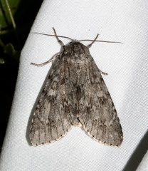 Acronicta americana
