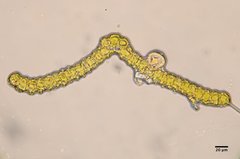 Orthotrichum consimile