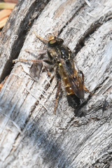 Cyrtopogon auratus