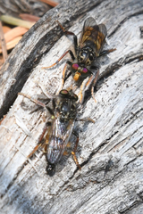 Cyrtopogon auratus