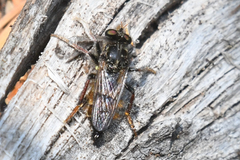 Cyrtopogon auratus