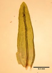 Orthotrichum consimile