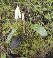 Erythronium multiscapideum
