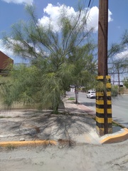 Parkinsonia aculeata