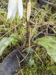 Erythronium multiscapideum