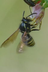 Dolichovespula alpicola