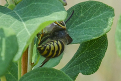 Dolichovespula alpicola