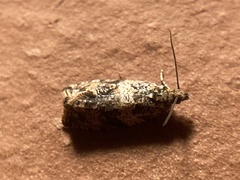 Celypha