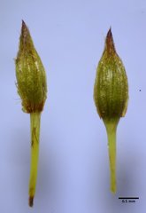 Orthotrichum consimile