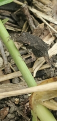Incilius nebulifer