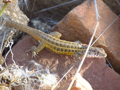 Liolaemus pseudolemniscatus