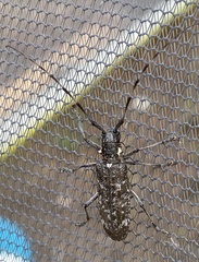 Monochamus maculosus