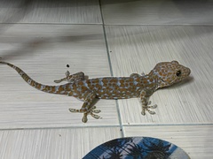 Gekko gecko