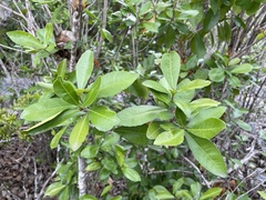 Gymnanthes lucida
