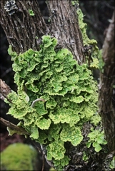Pseudocyphellaria granulata