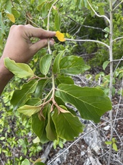 Colubrina arborescens